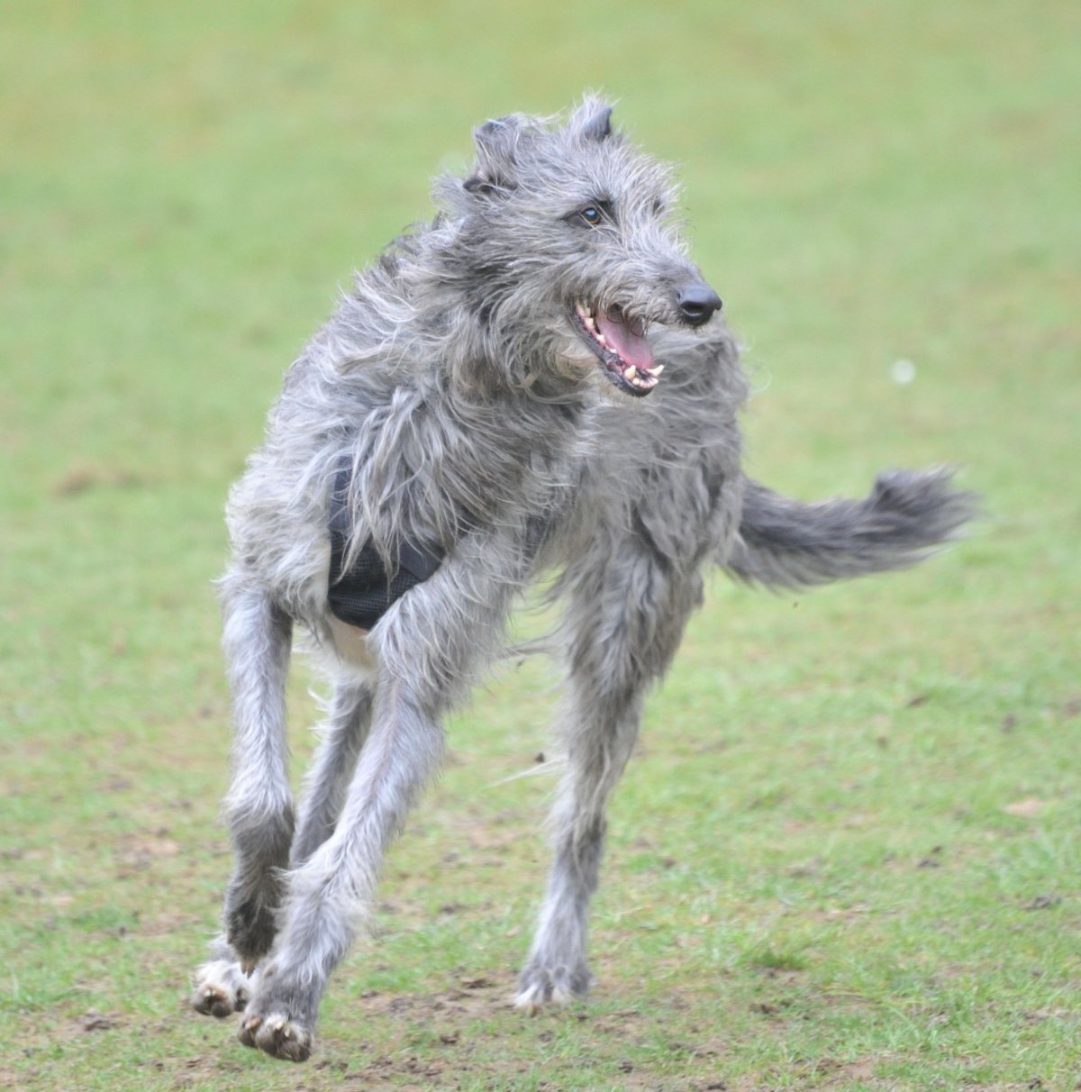 Уиппет терьер