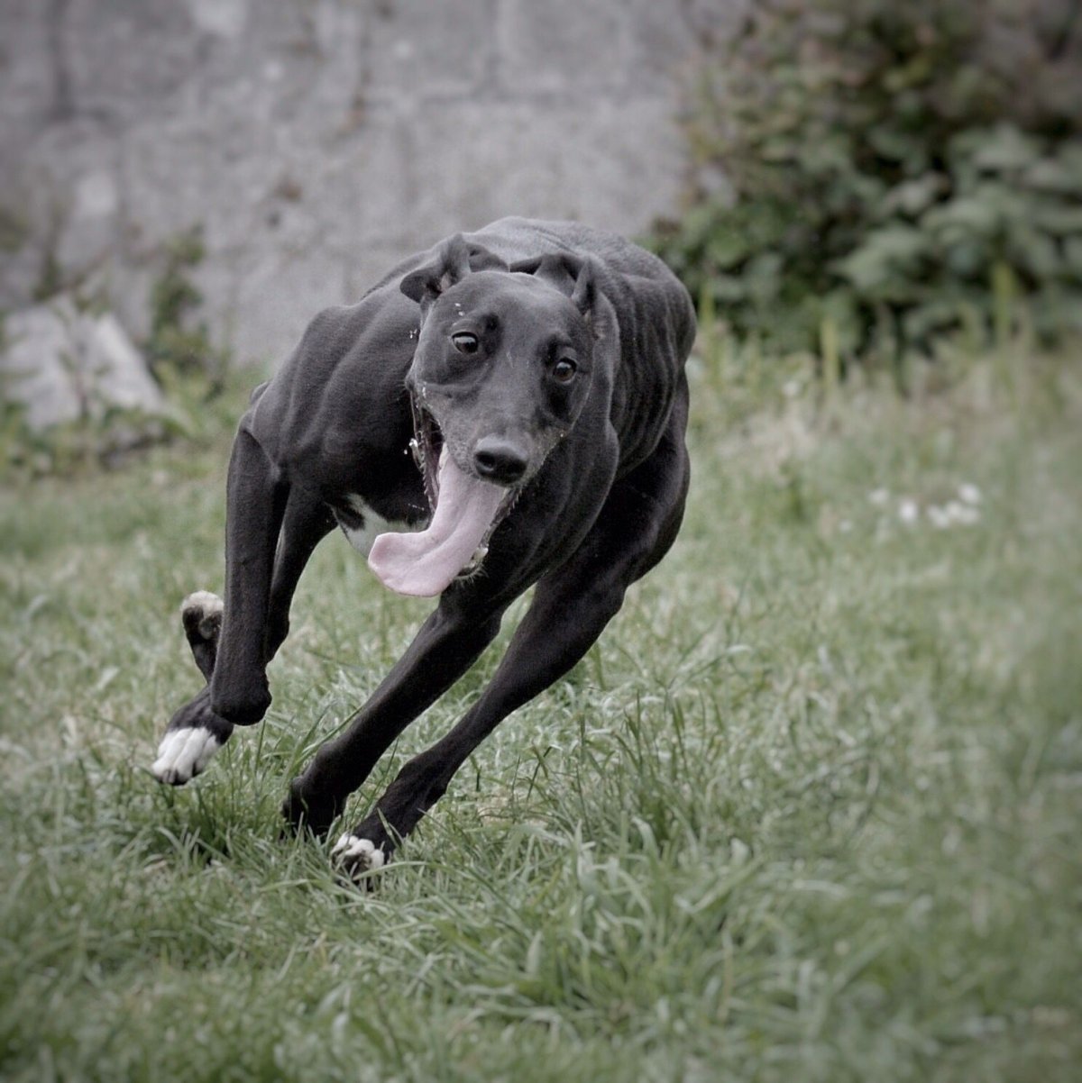 Азавак Африканская борзая