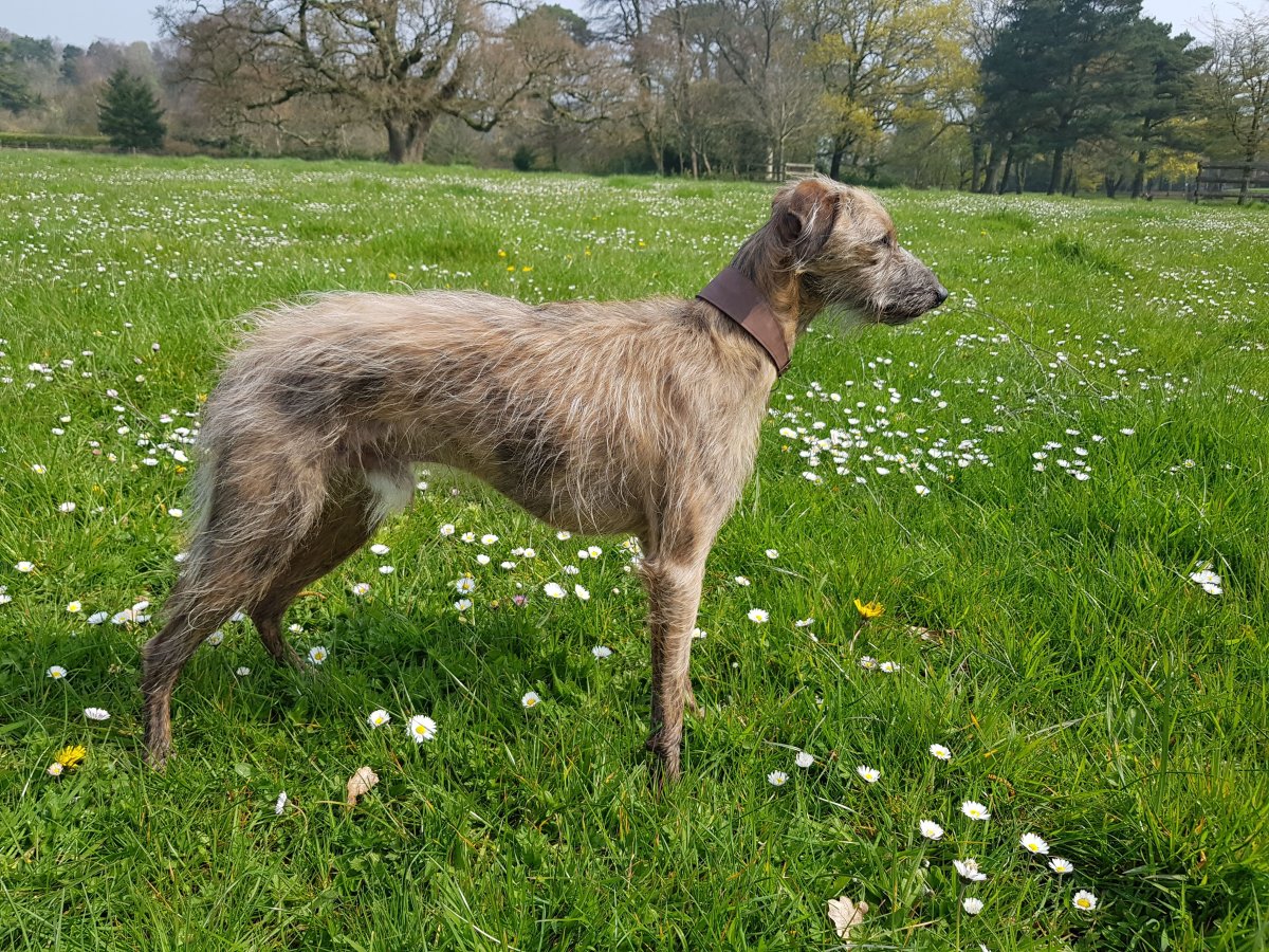 Ларчер собака фото