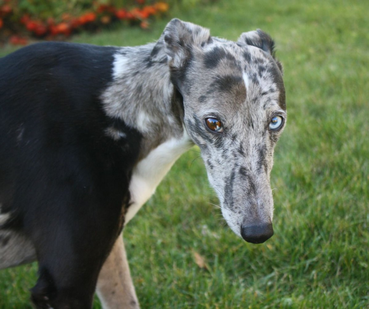 Уиппет и Грейхаунд