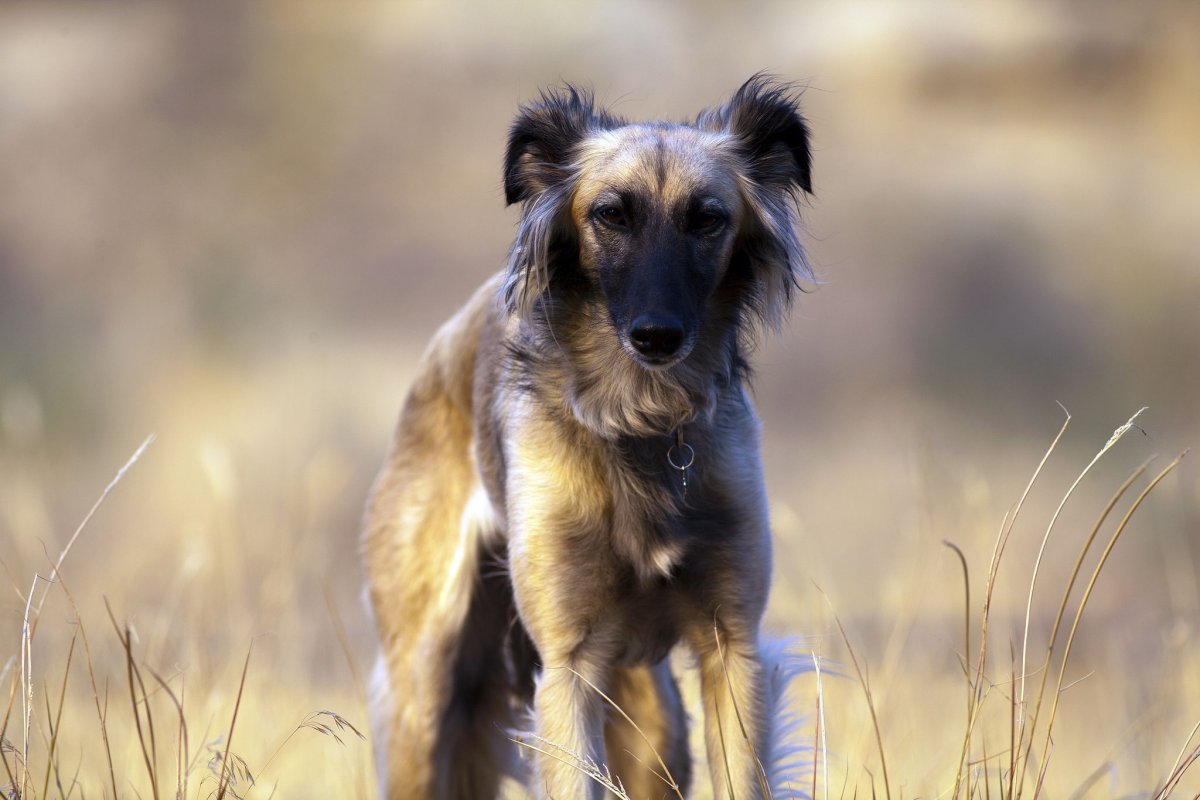 Ирландская порода собак Лерчер