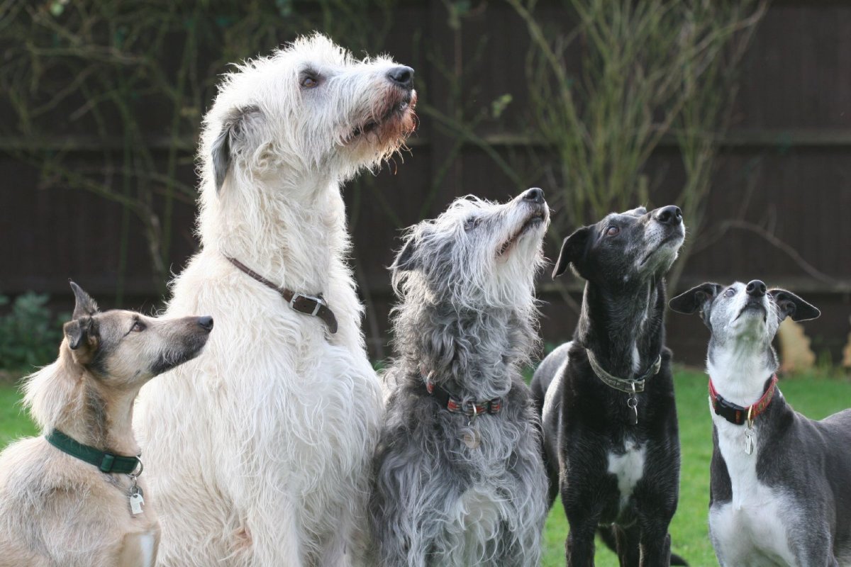 Собака порода морда