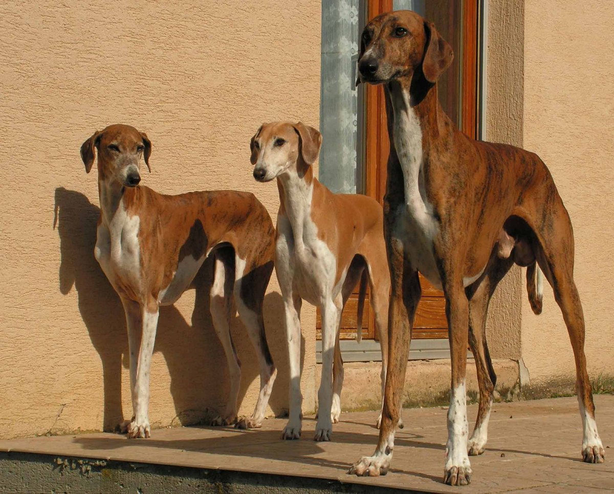 Лерчер фото