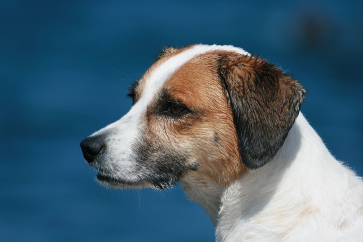 Джек Рассел терьер