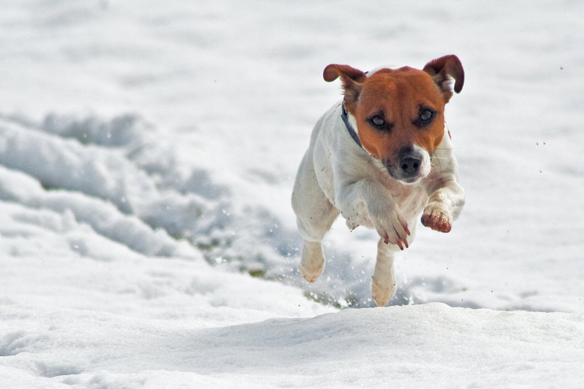 Порода Джек Рассел терьер