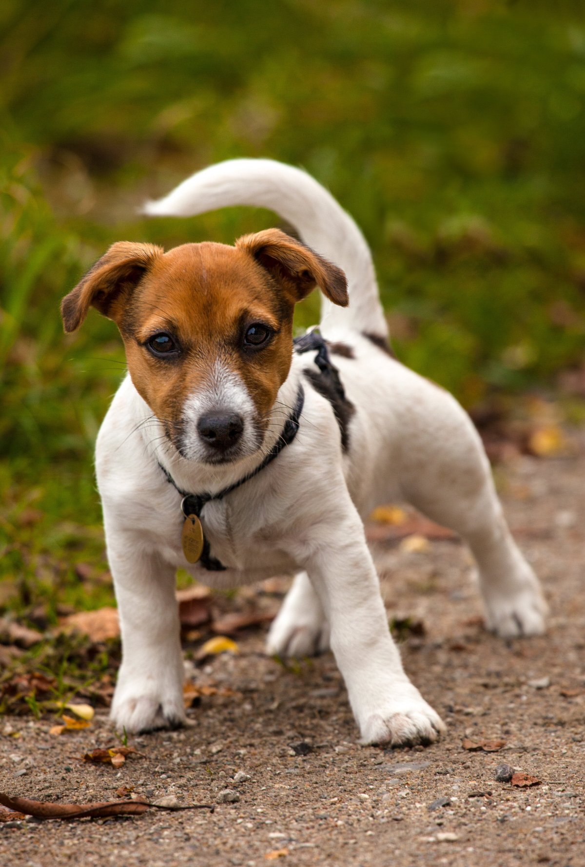 Рассел терьер