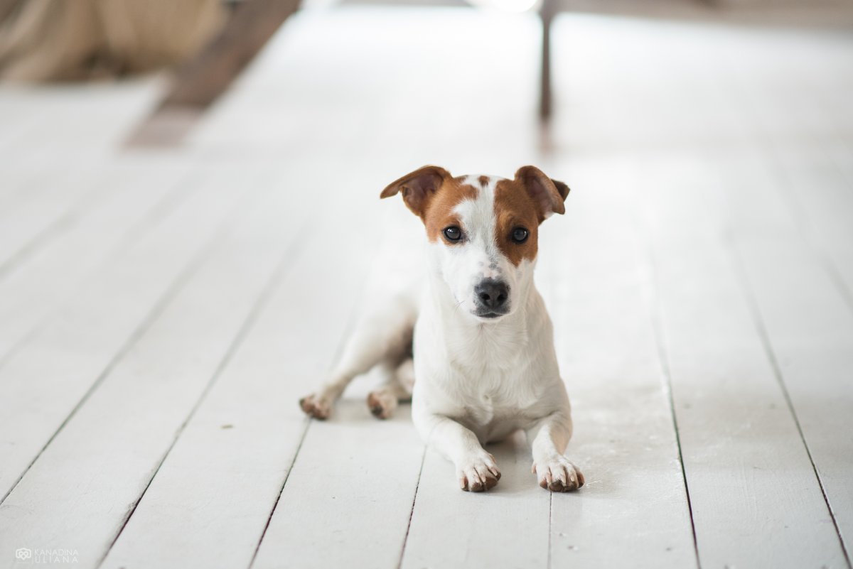 Порода собак Джек Рассел