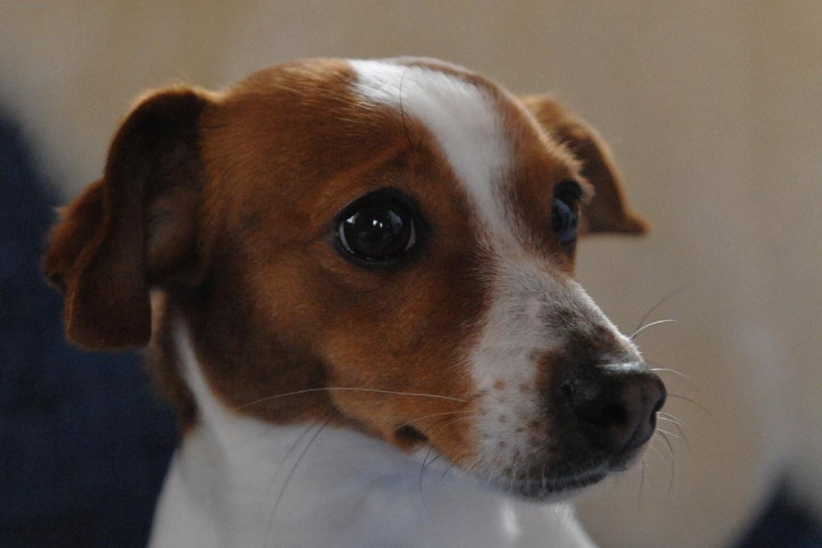 Собака Джек Рассел терьер