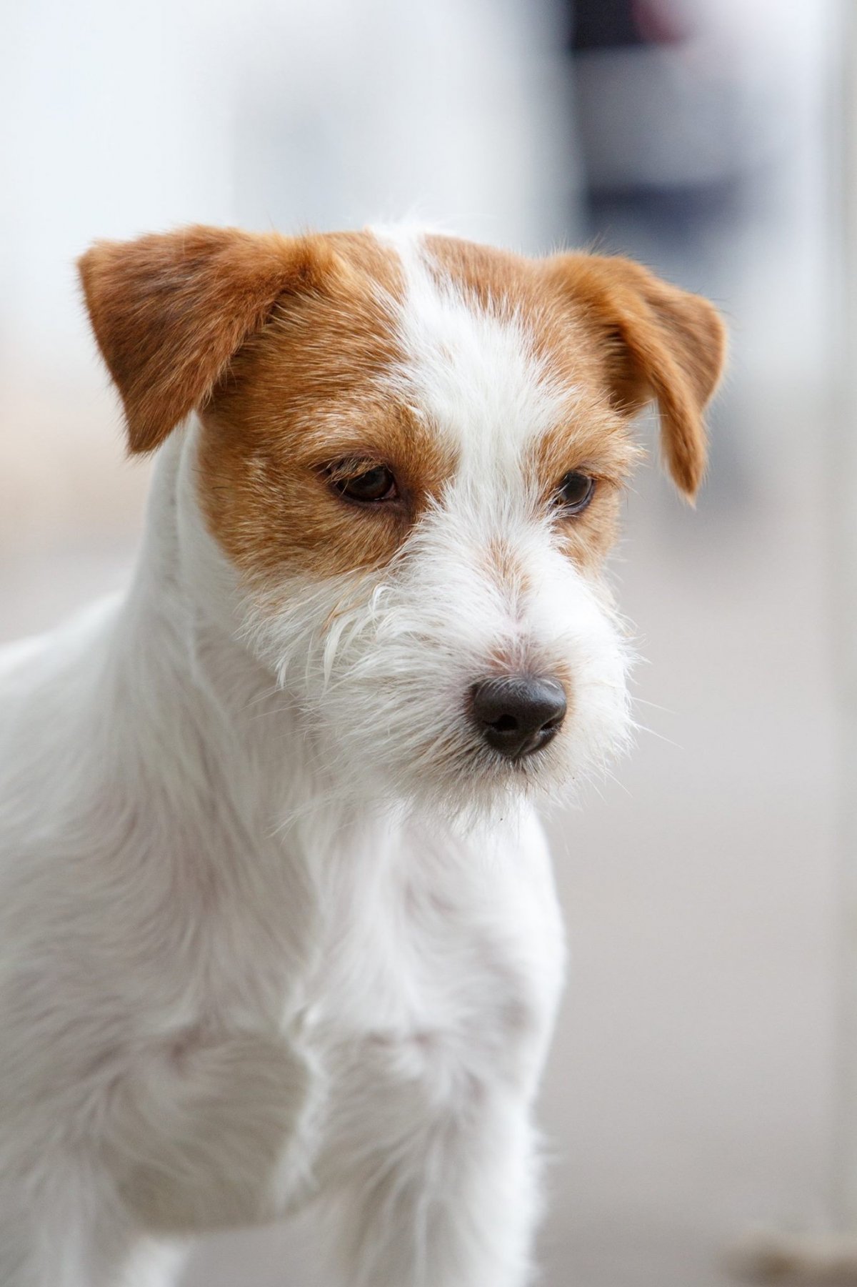 Джек Рассел терьер Купер