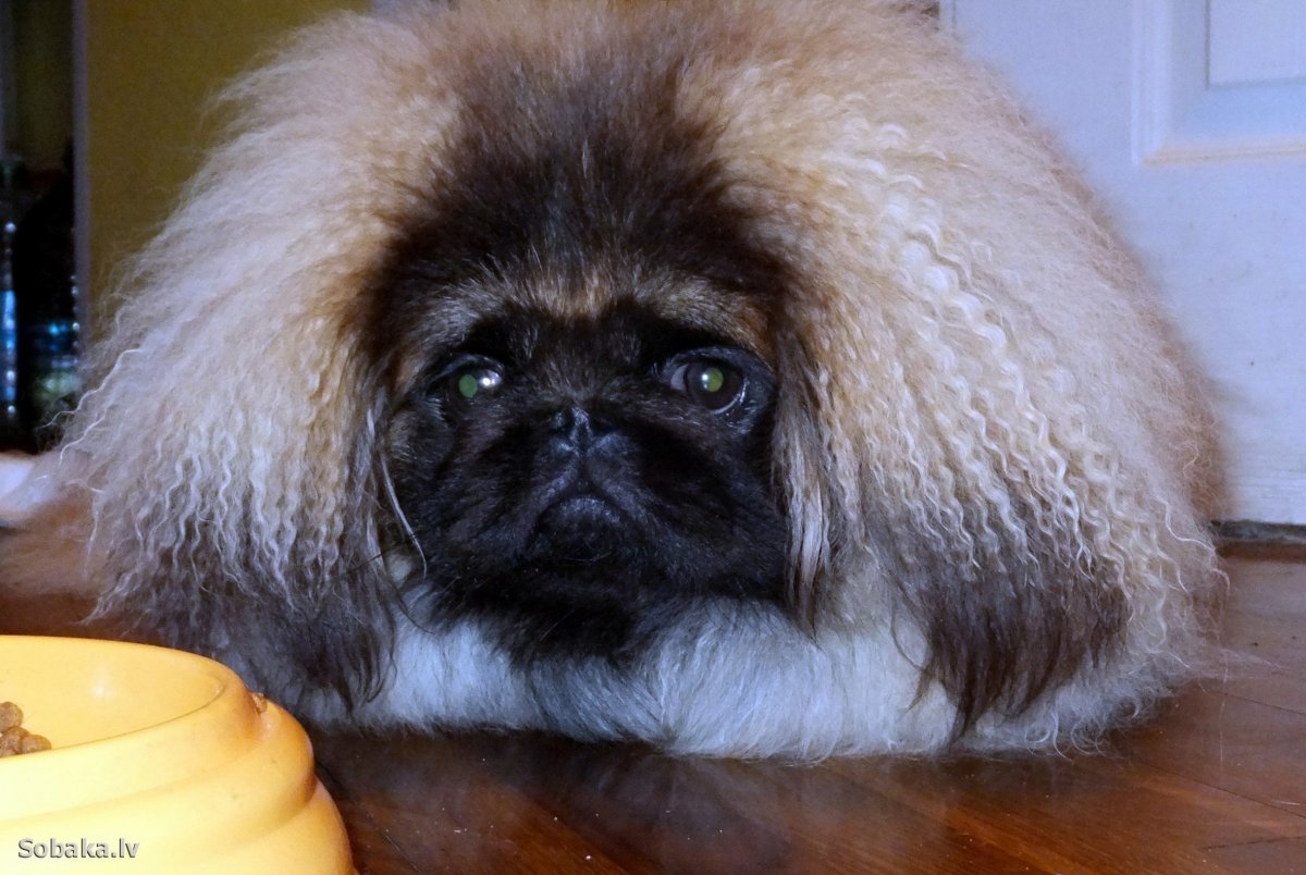 Собака Пекинес