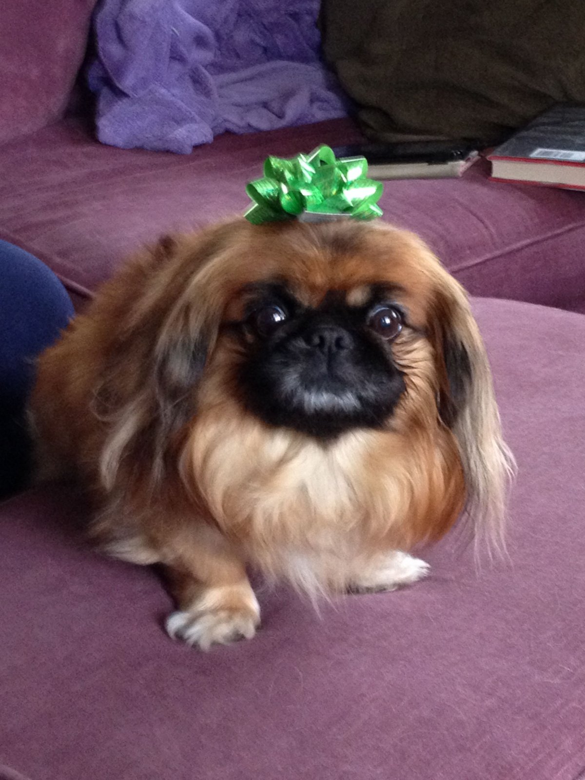 Пекинес дымчатый