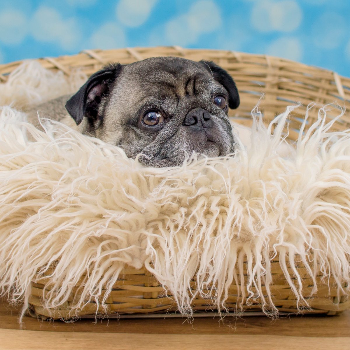 Мохнатый Мопс