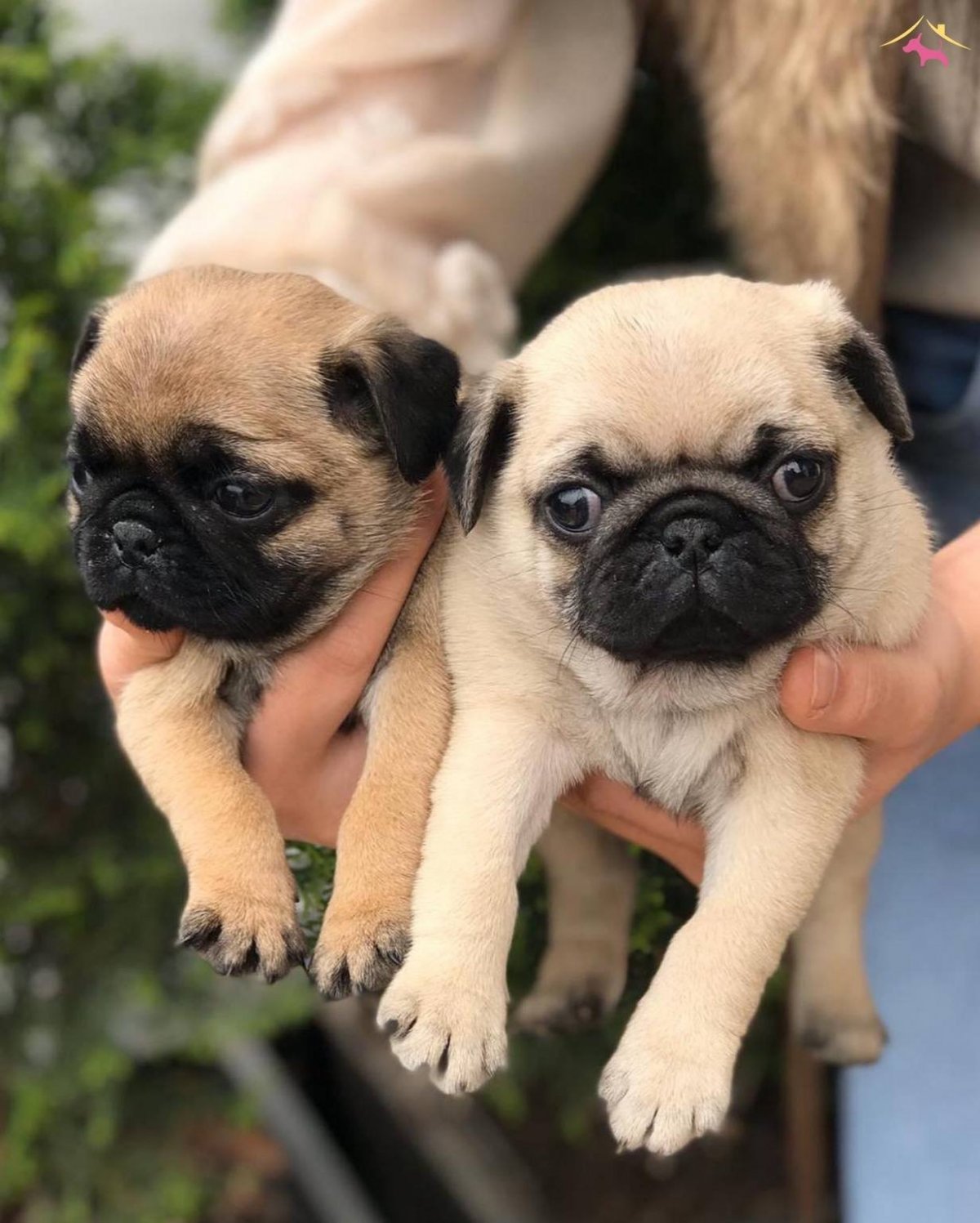 Стрижка собак Пекинес