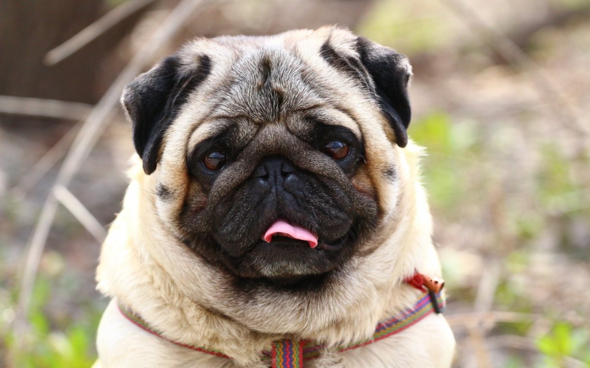 Мопс на кровати