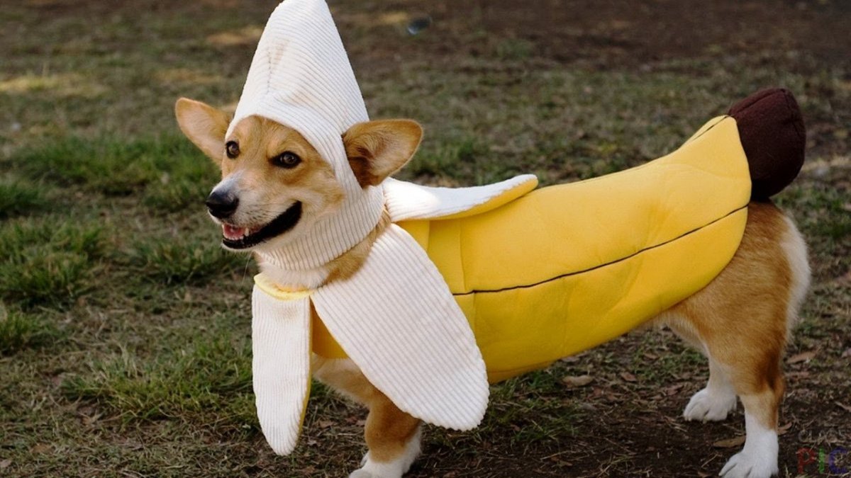 Локи бобо собака