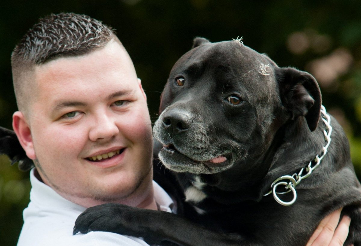 Американский питбуль черный