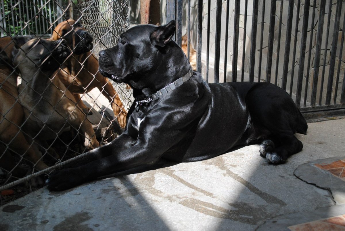 Питбули маленькие чёрные