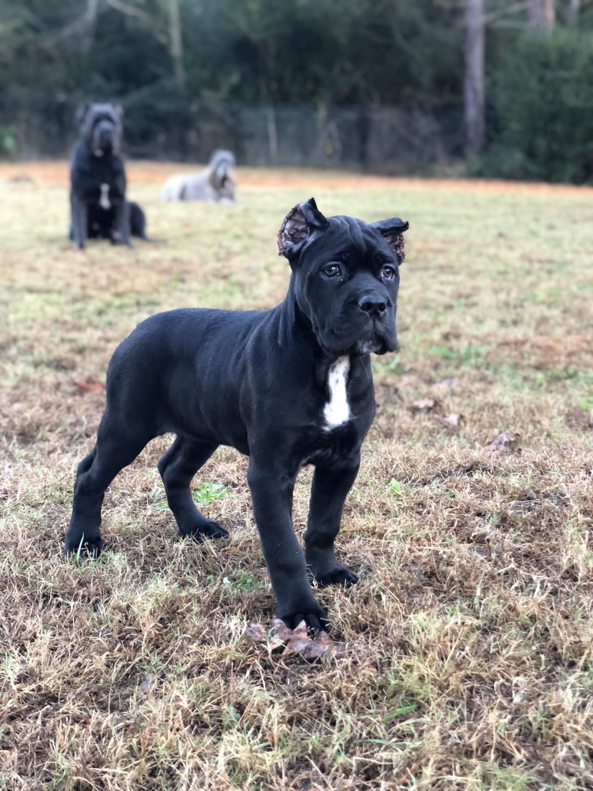 Питбуль чёрный с красными глазами