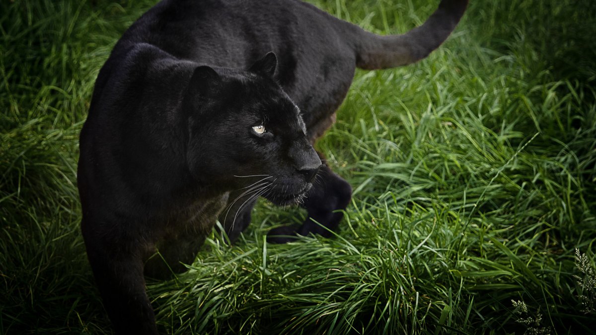 Корсо Канарио чёрный