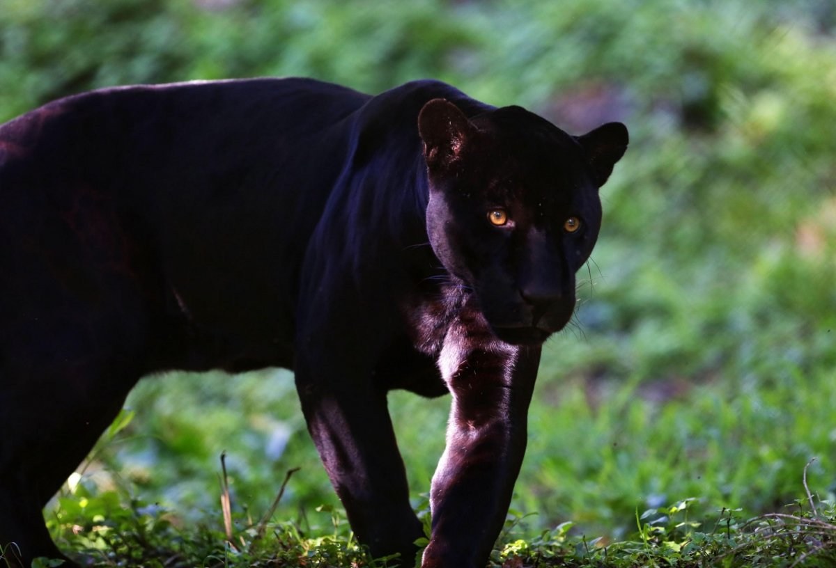 Пантера голова Багира квадратная