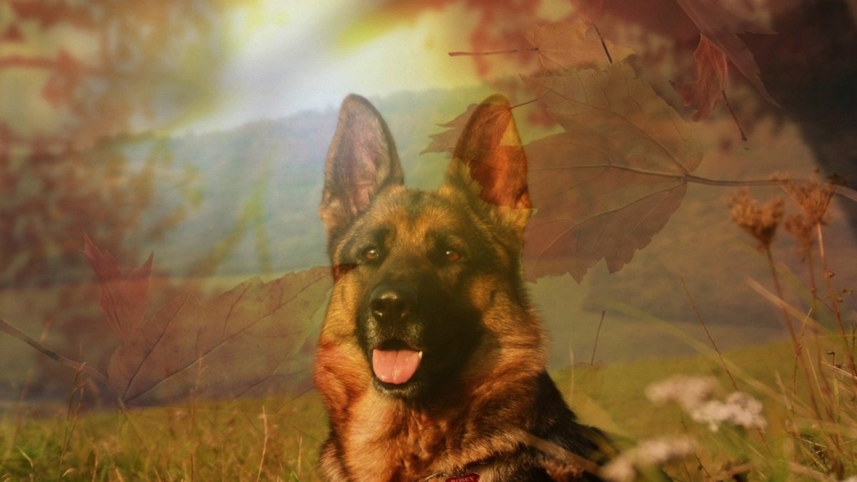 Немецкая овчарка на красивом фоне