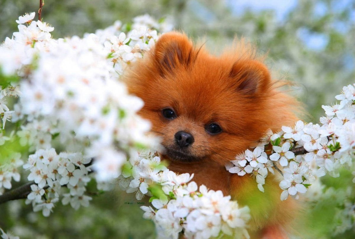 Шпиц померанец одуванчик