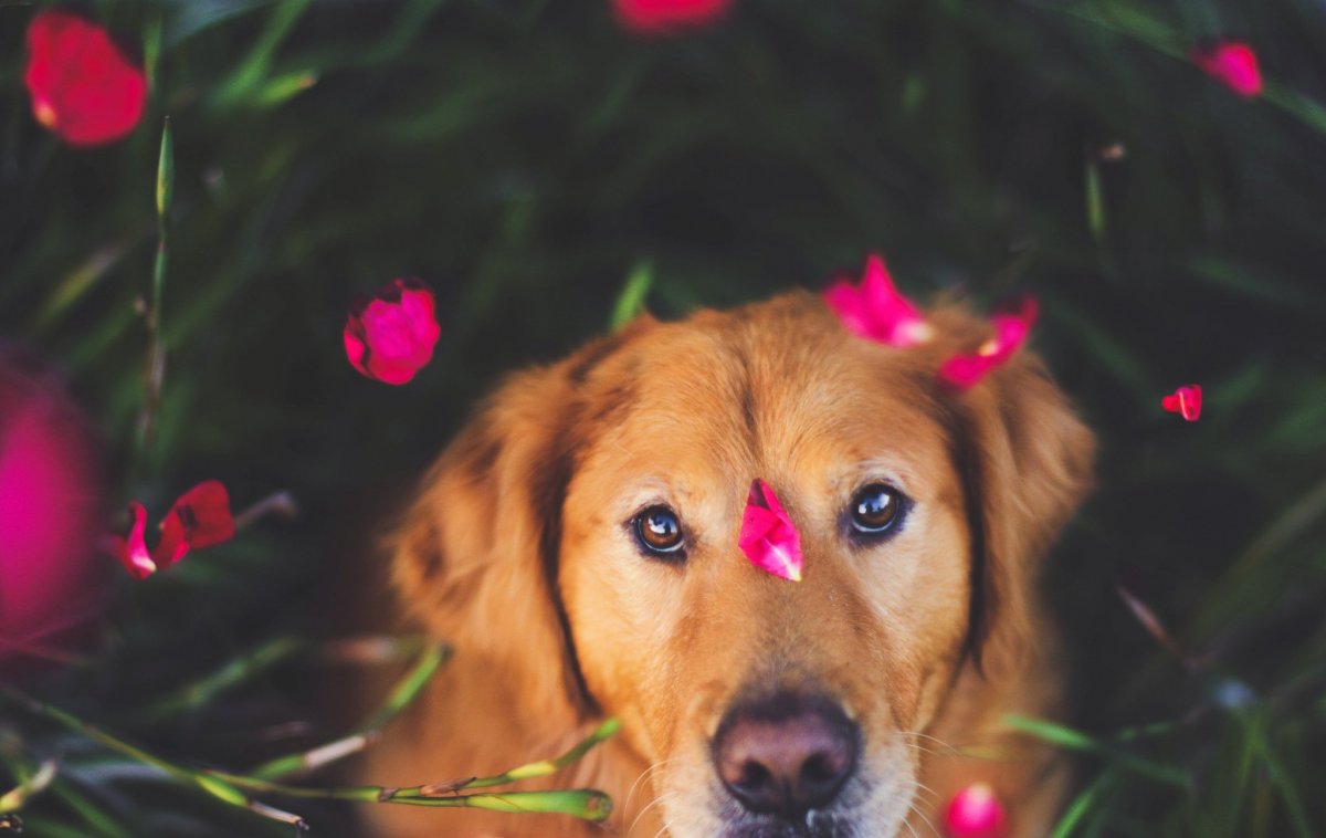 Живые собачки