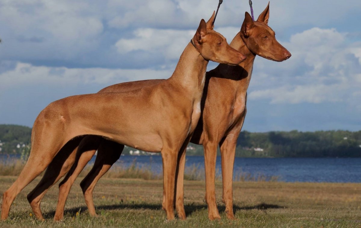 Фараон порода собак