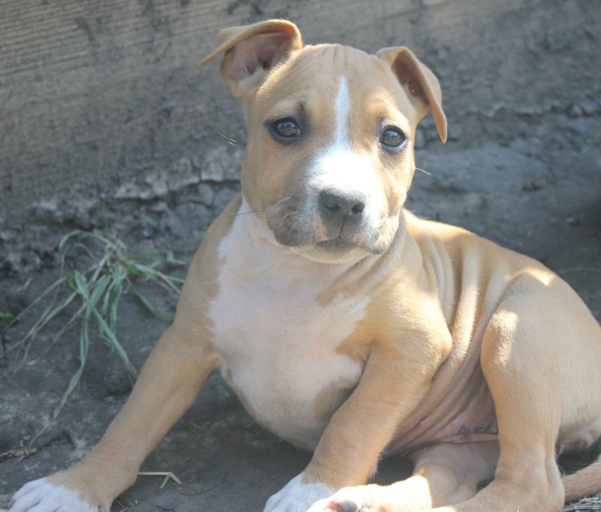 Американский стаффордширский терьер