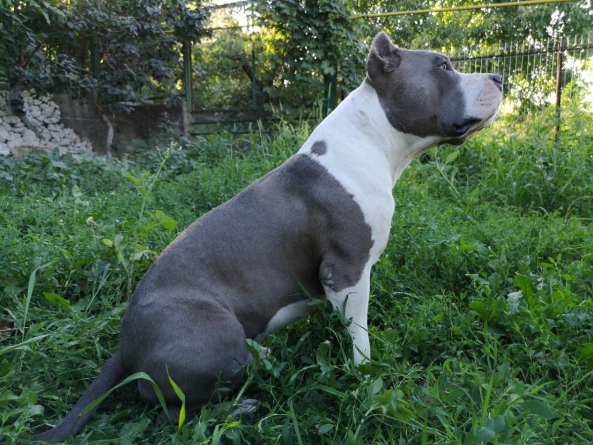 Американский стаффордширский терьер голубой