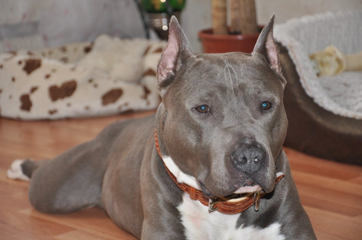 Американский стаффордширский терьер голубой