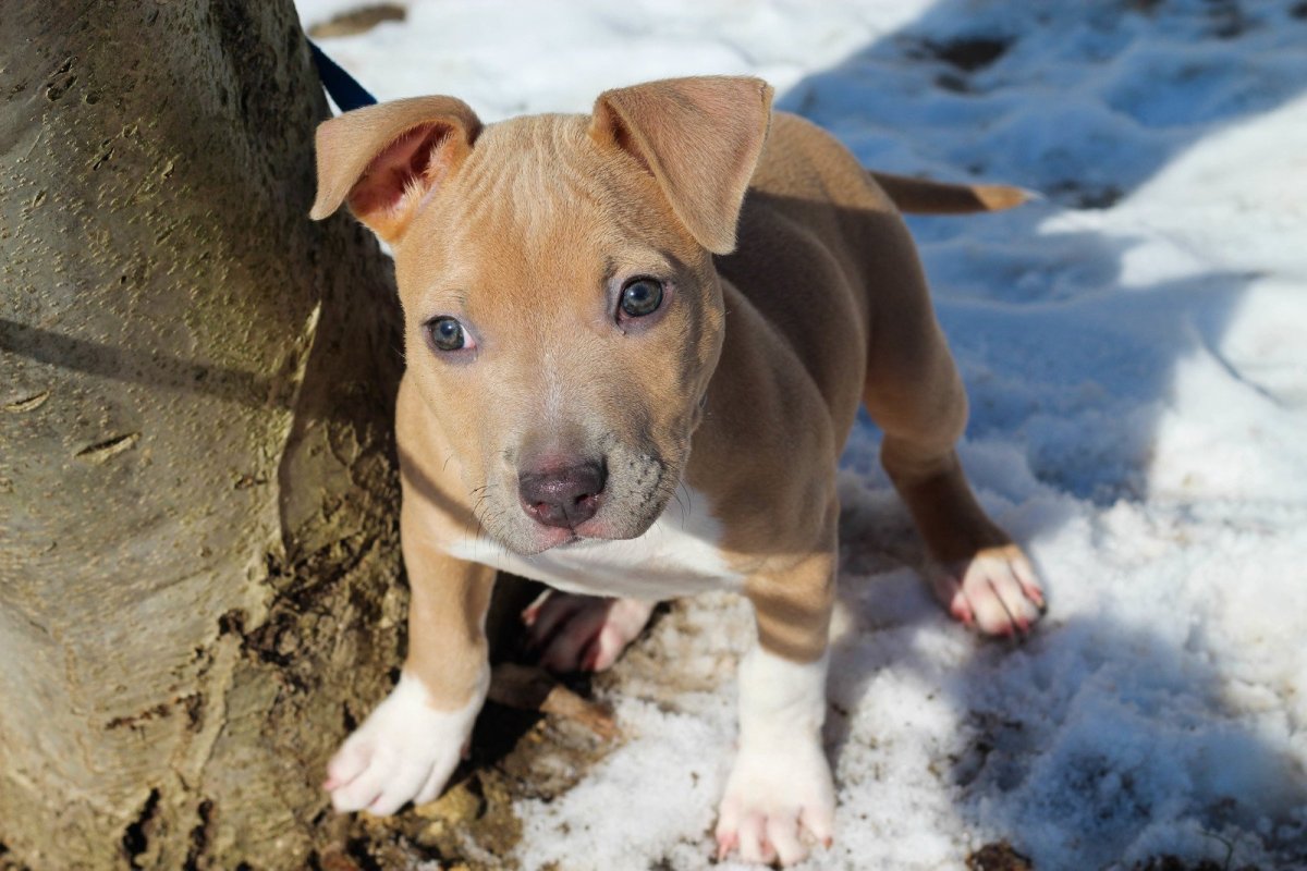 Стаффорд палевый год