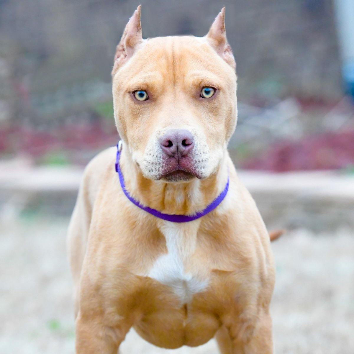 Американский питбультерьер рыжий