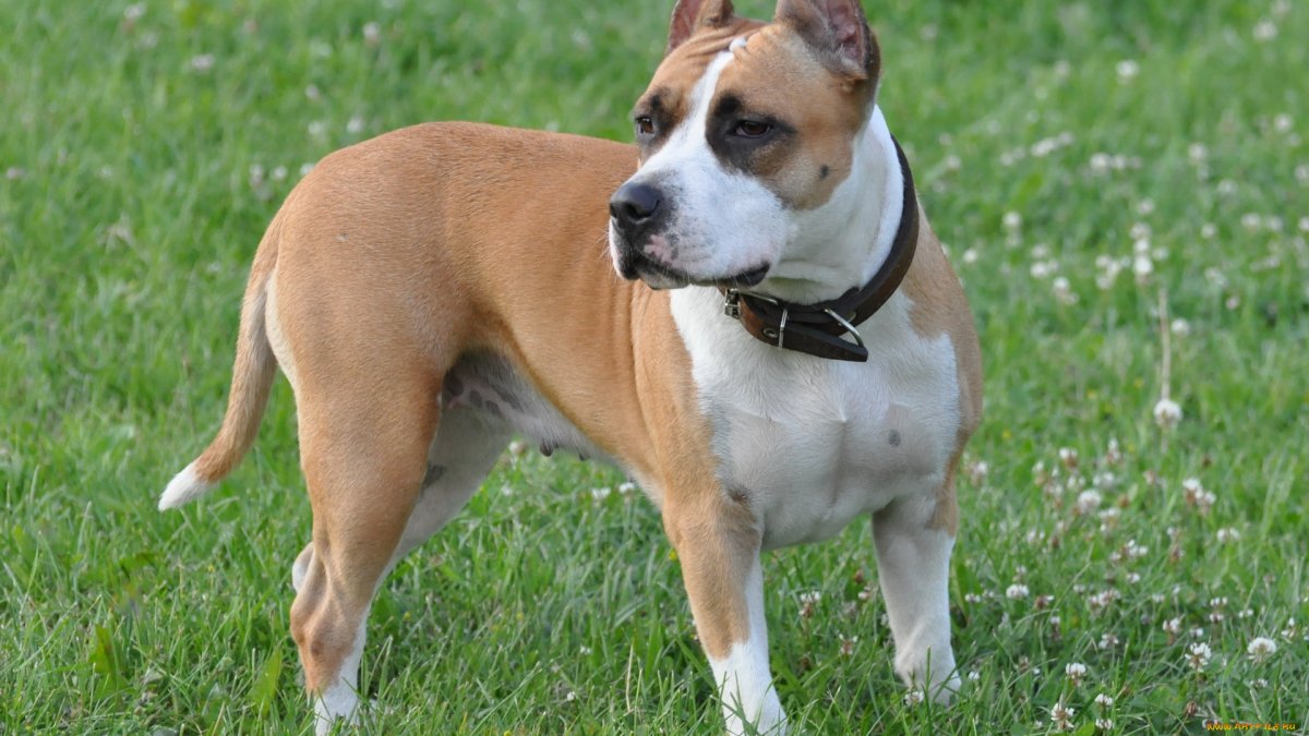 Американский стафф терьер тигровый