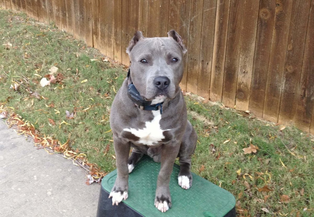 Аргентинский стаффордширский терьер