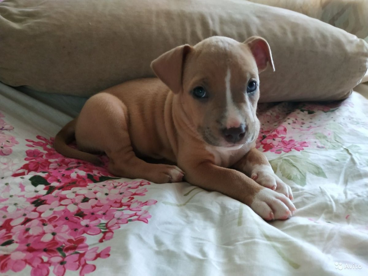 Ам стаффордширский терьер