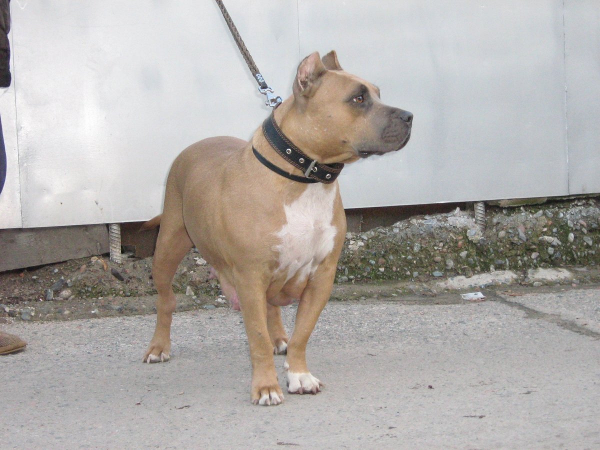 Амстафф палевый