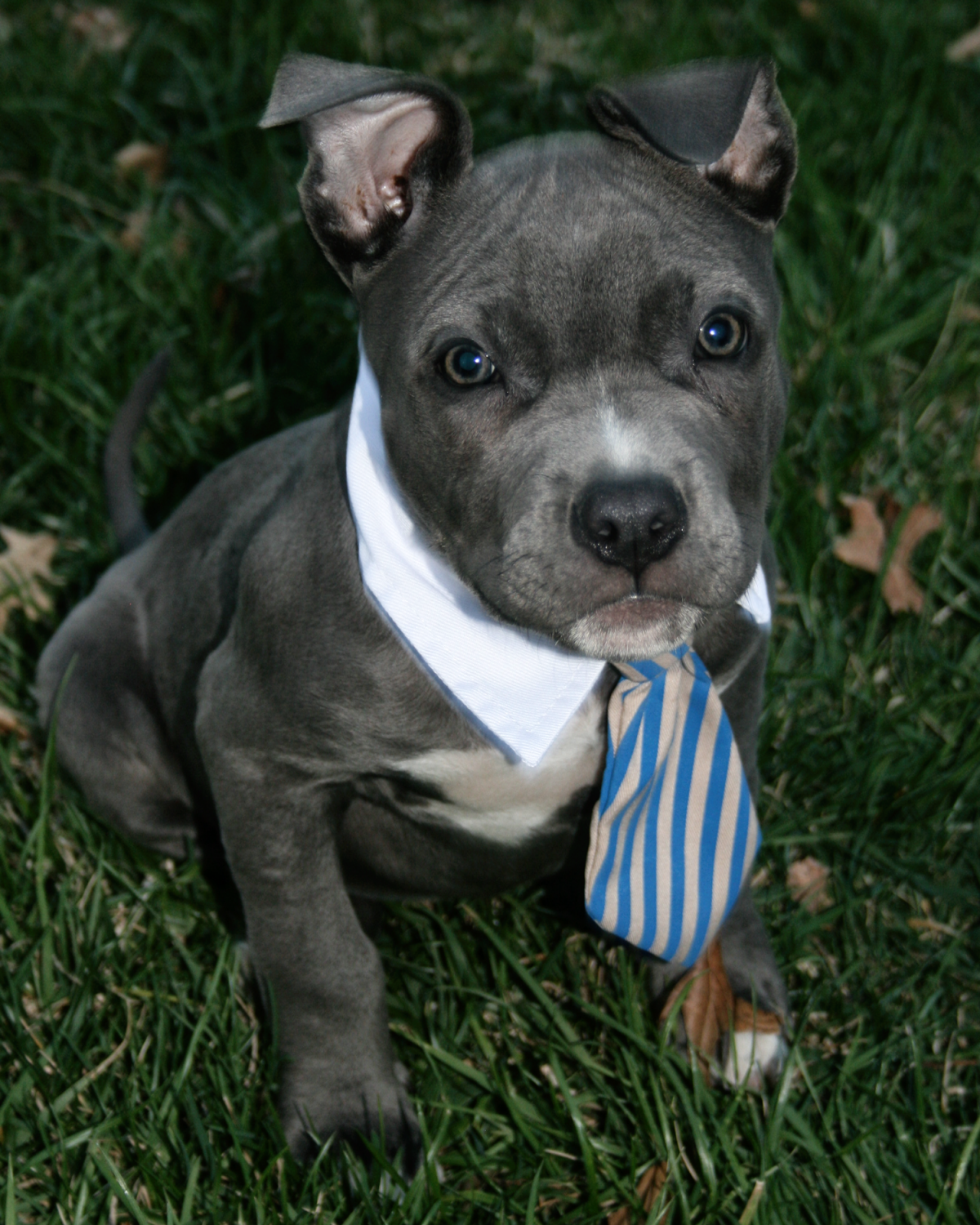 Амстафф фото песочный