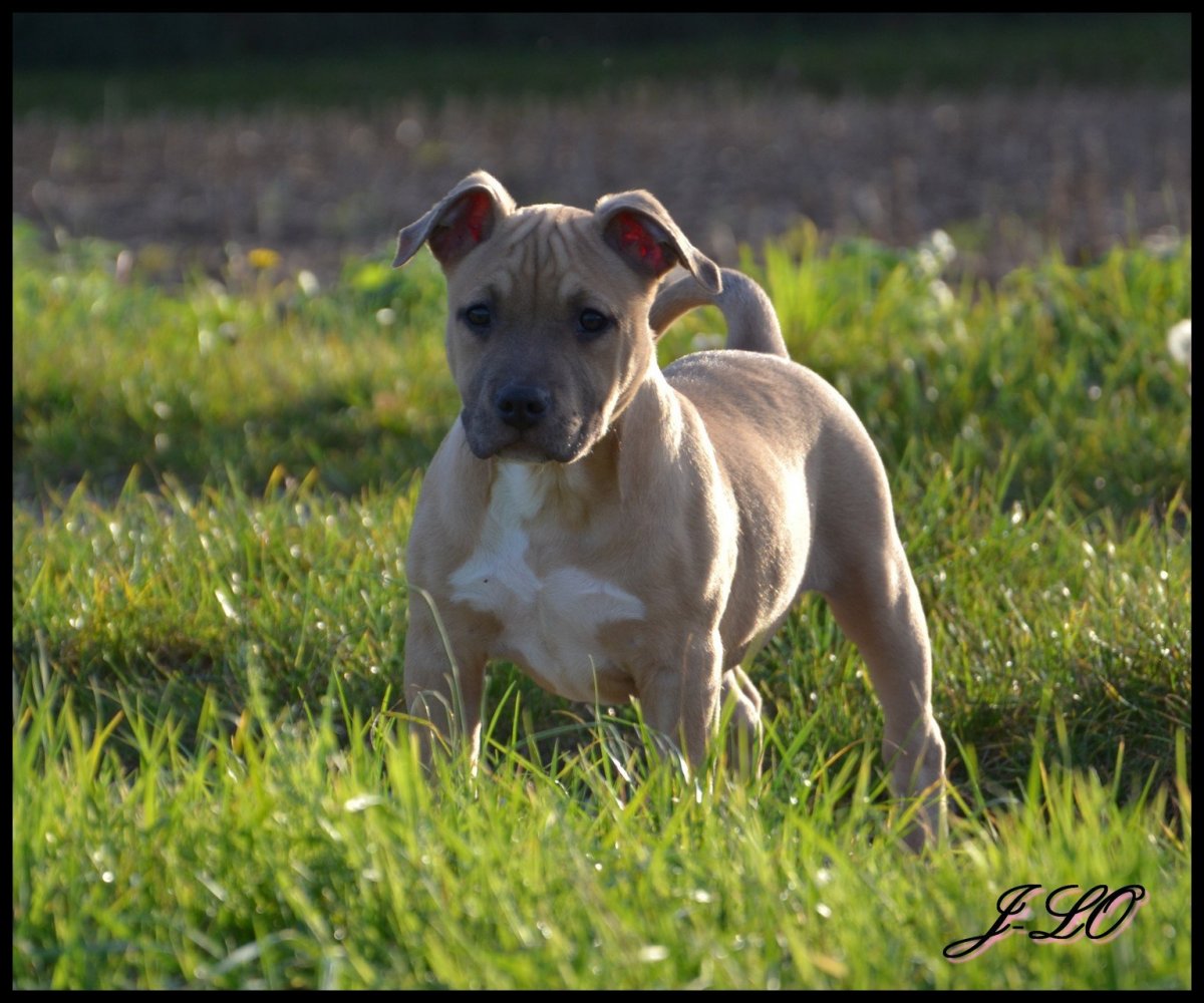 Стаффордширский терьер рыжий