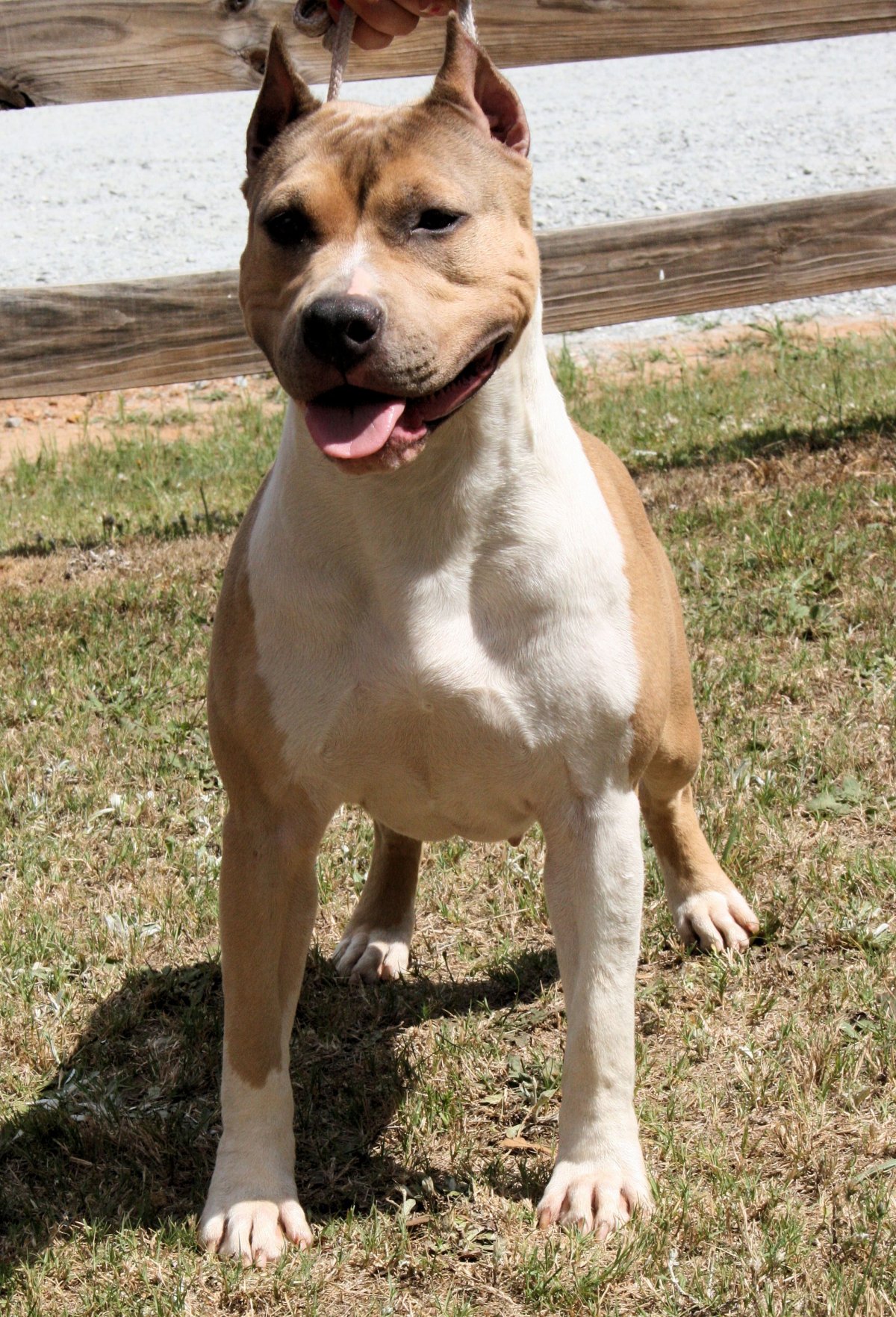 Американский стаффордширский терьер палевый