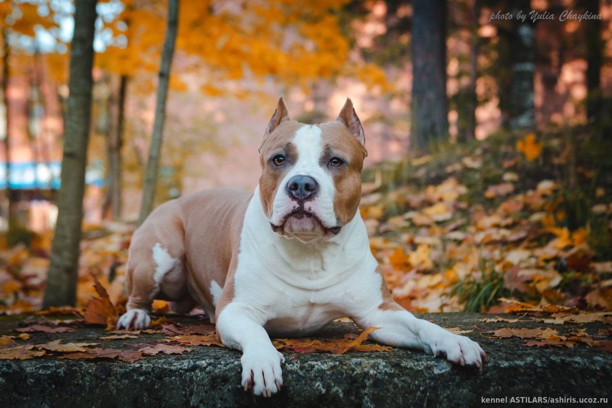 Американский стаффордширский терьер голубого окраса