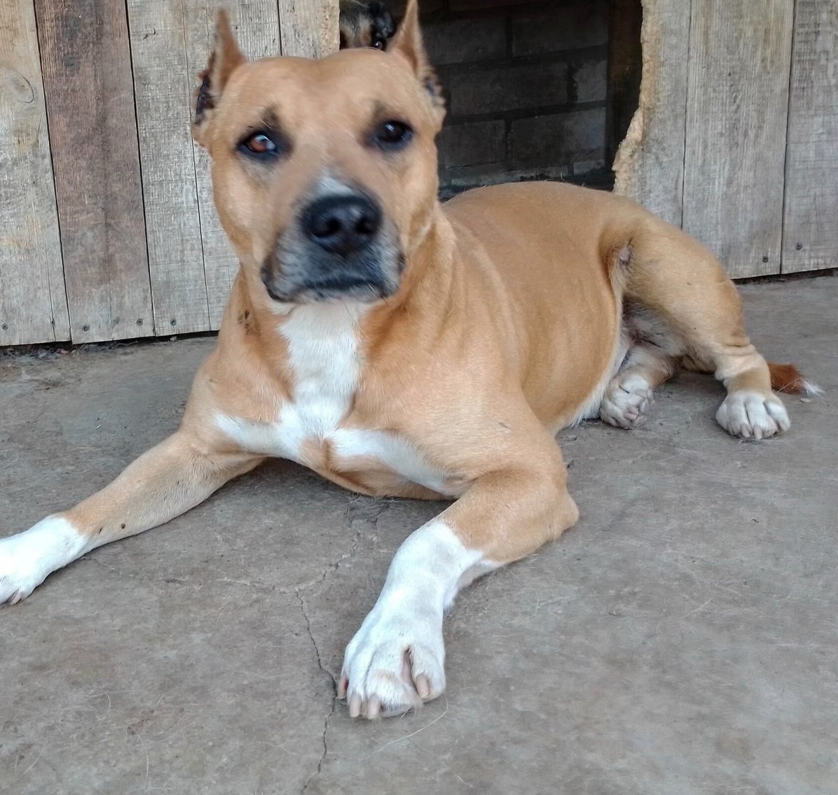 Голубой амстафф терьер