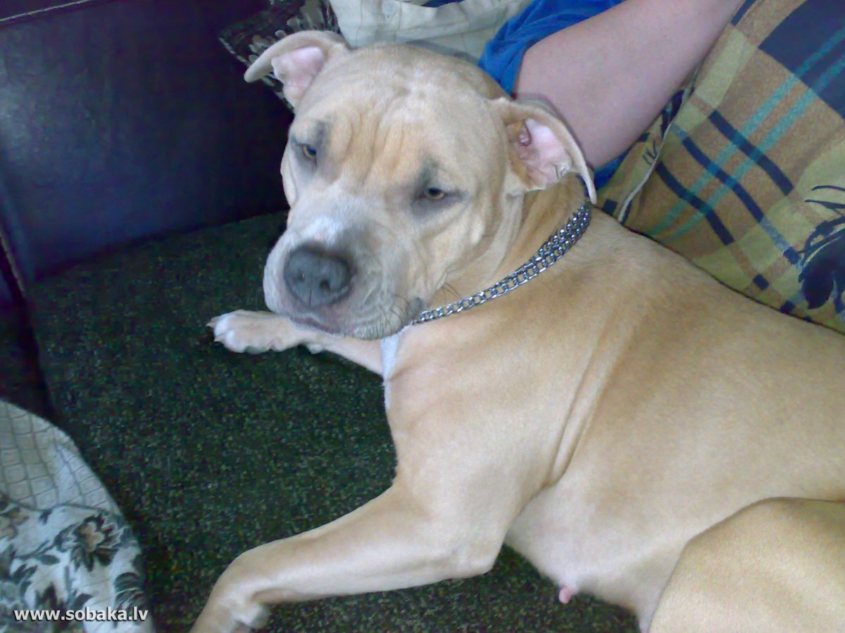 Американский стаффордширский терьер серый