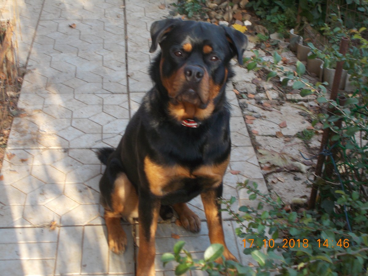 Ротвейлер смесь с алабаем