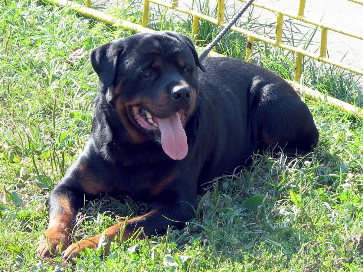 Смесь овчарки и ротвейлера