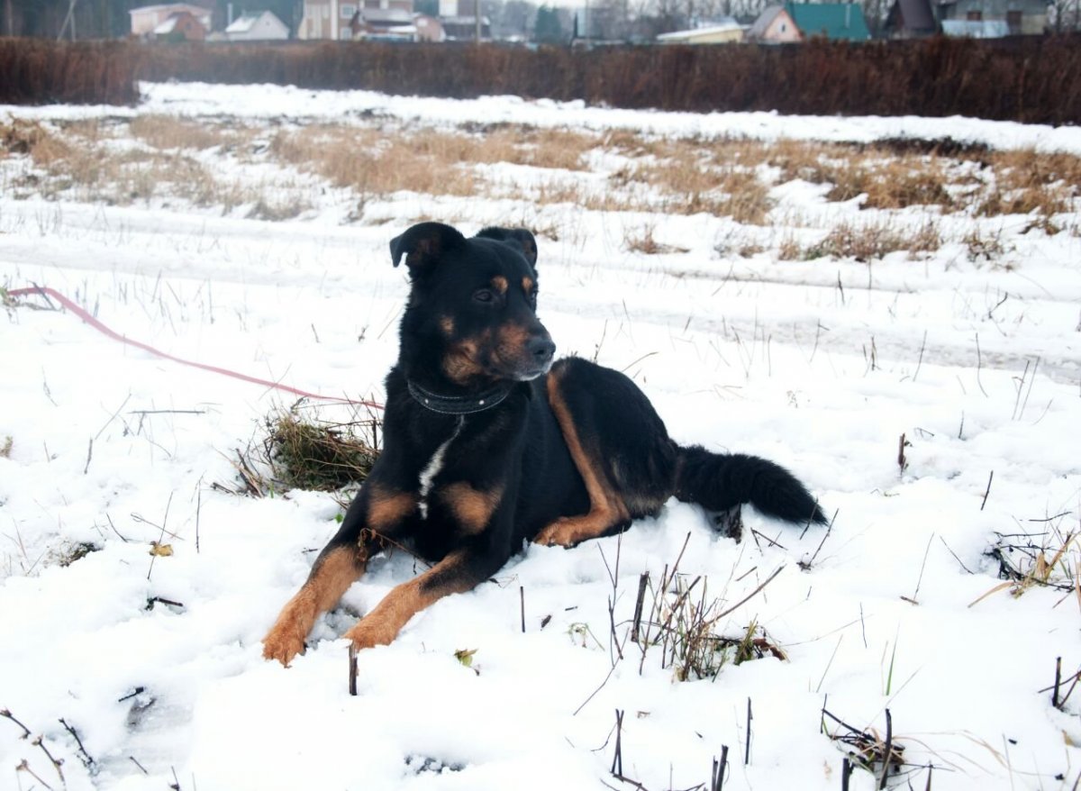 Помесь алабая и добермана