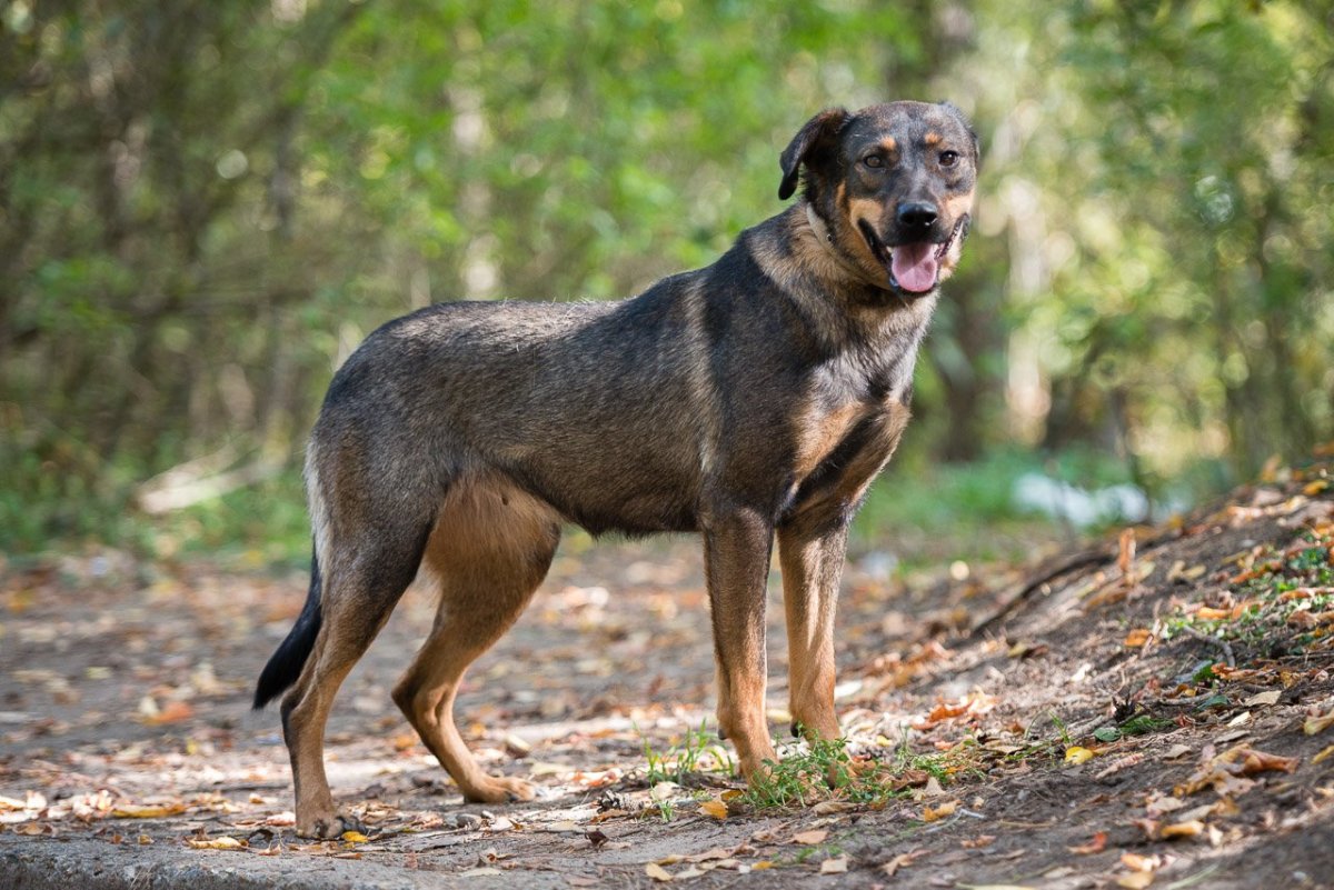 Помесь овчарки и ротвейлера