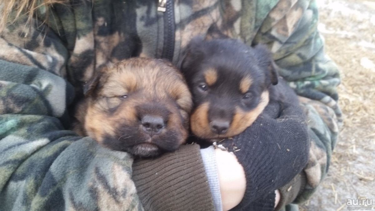 Помесь ротвейлера и кавказской овчарки