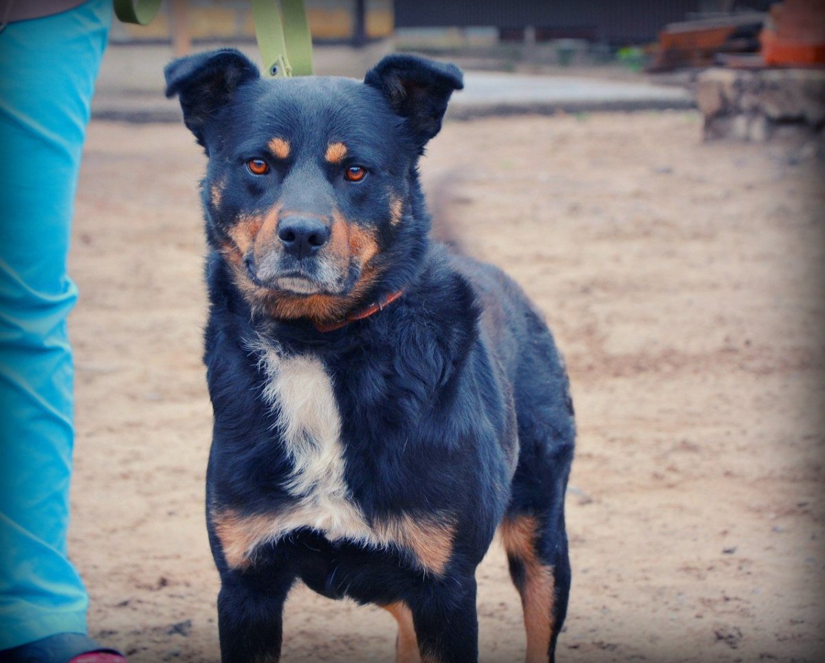 Метис ротвейлер и маламут
