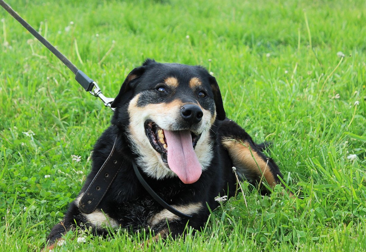 Ротвейлер мантра из бойкого дома